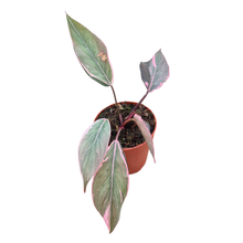 Philodendron Pink Princess Mutation