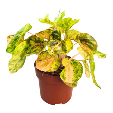 Peperomia Candora® Picasso 'LENCANPIC'