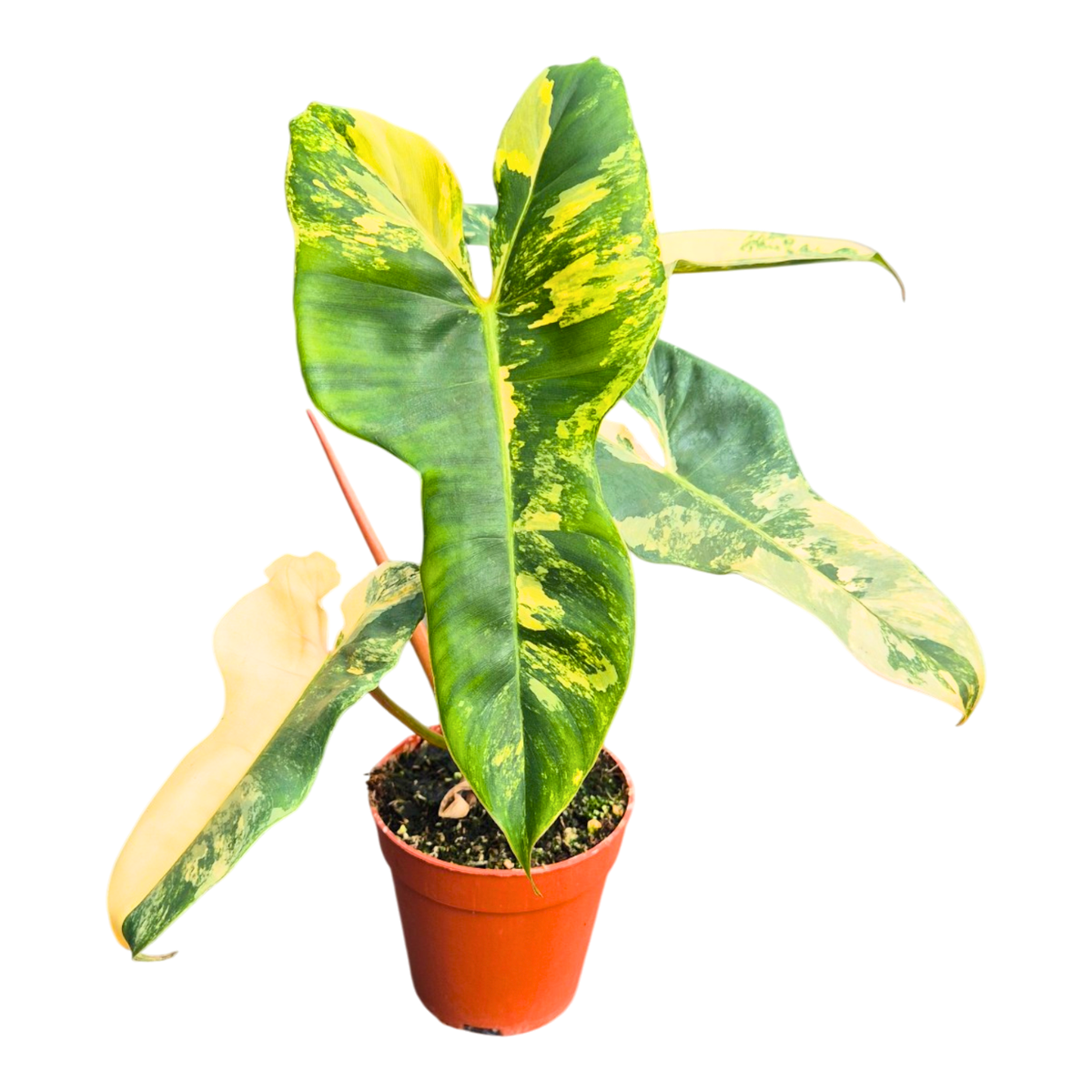 Selected Philodendron Florida Beauty X Billietiae Variegata