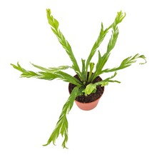 Asplenium Nidus Variegata