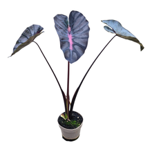 Colocasia Hybrid Black Panther