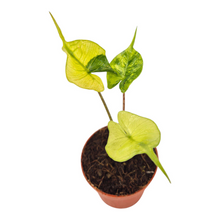 Alocasia Stingray Variegata