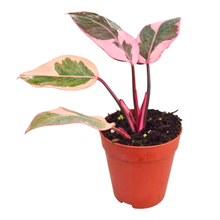 Philodendron Pink Princess Mutation