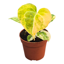 Anthurium Papillilaminum Variegata sélectionné X Chocolat Rouge