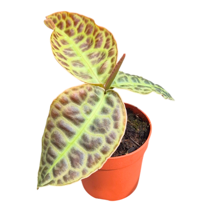 Labisia Kura Kura