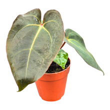 Anthurium (9 x 24) x (Carlablackii x Papillinimum Grimreaper)
