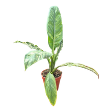 Spatiphyllum Sensation Variegata