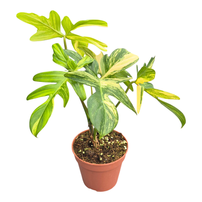 Philodendron Pedatum Variegata