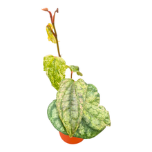 Piper Sylvaticum Variegata