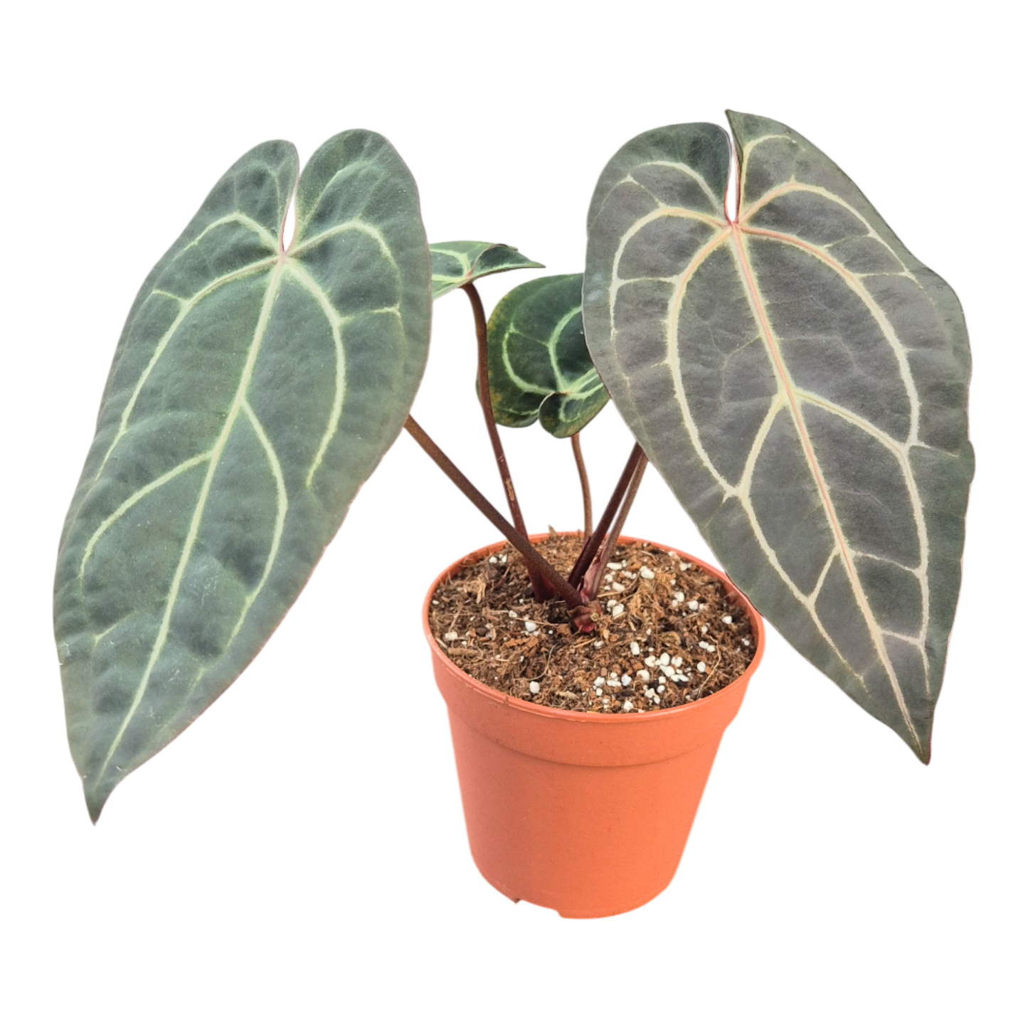 DocBlock Anthurium Dark & Handsome® '9' X Zara® '14'