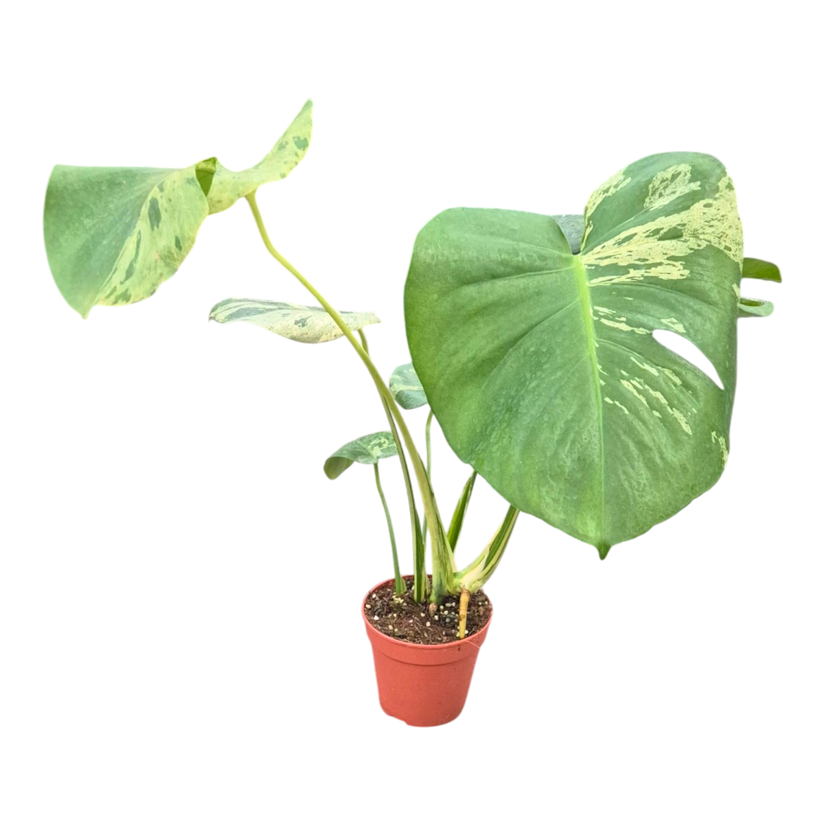 Monstera Bulbasaur Less Variegata