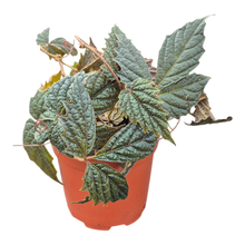 Pterisanthes sp. Papua