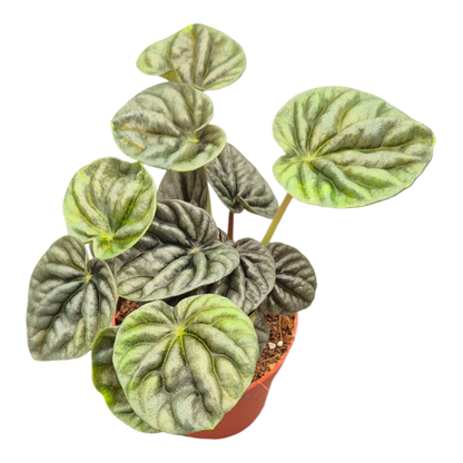Peperomia Candora® Vermeer