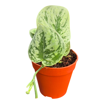 Scindapsus Nangga Senai