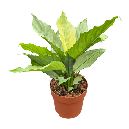 Spathiphyllum Grey
