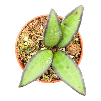 Hoya Rosita
