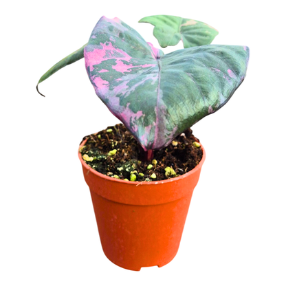 Selected Alocasia Serendipity Variegata