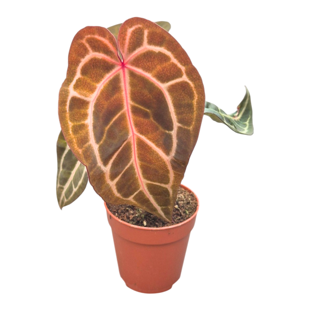 DocBlock Anthurium Zara® '14' X Zara® '14'