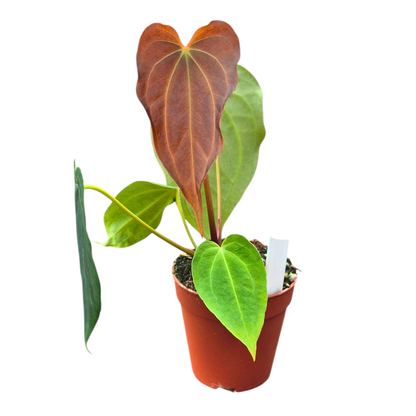 Selected DocBlock Anthurium Black Widow® '43' X Black Widow® '43'