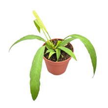 Anthurium Vittarifolium