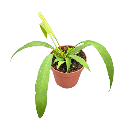 Anthurium Vittarifolium