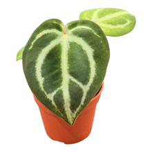 Anthurium Red Crystallinum