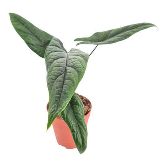 Alocasis Scalprum