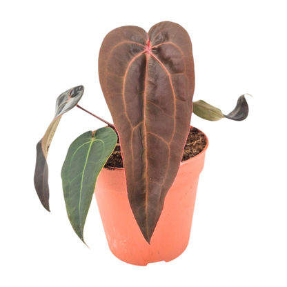 DocBlock Anthurium Minerva® '20' X Red Velvet Cake® '24'