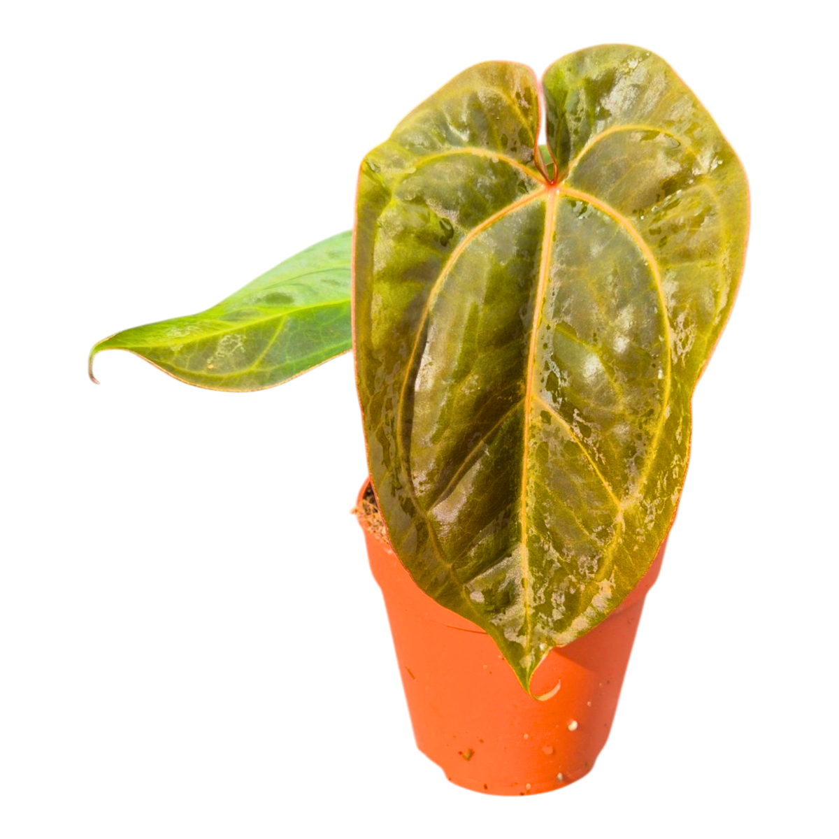Anthurium (11 x 24) x (Carlablackii x Papililaminum Grimreaper)