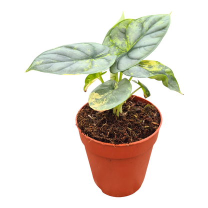 Alocasia Silver Dragon Less Variegata
