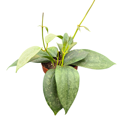 Hoya Macrophylla Silver Splash