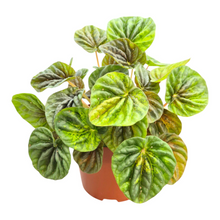 Peperomia Candora® Vermeer 'LENCANVER'