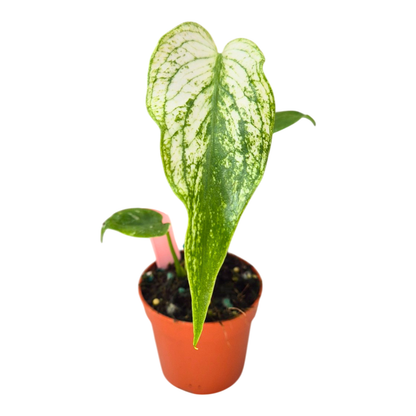 Selected Monstera Devil Monster