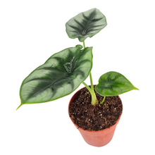 Alocasia Reversa
