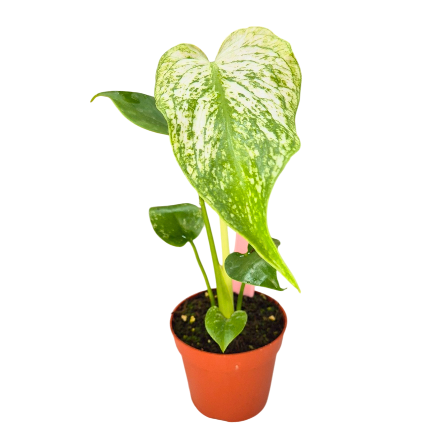 Selected Monstera Devil Monster