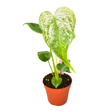 Monstera Devil Monster