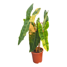 Philodendron Billietiae Variegata
