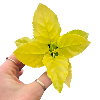 Radermachera Sinica Aurea