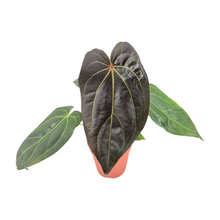 DocBlock Anthurium Dark & Handsome® '9' X Black Widow® '13'