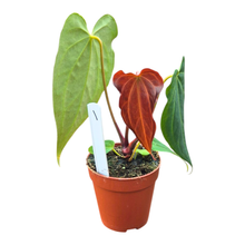 Selected DocBlock Anthurium Black Widow® '43' X Black Widow® '43'