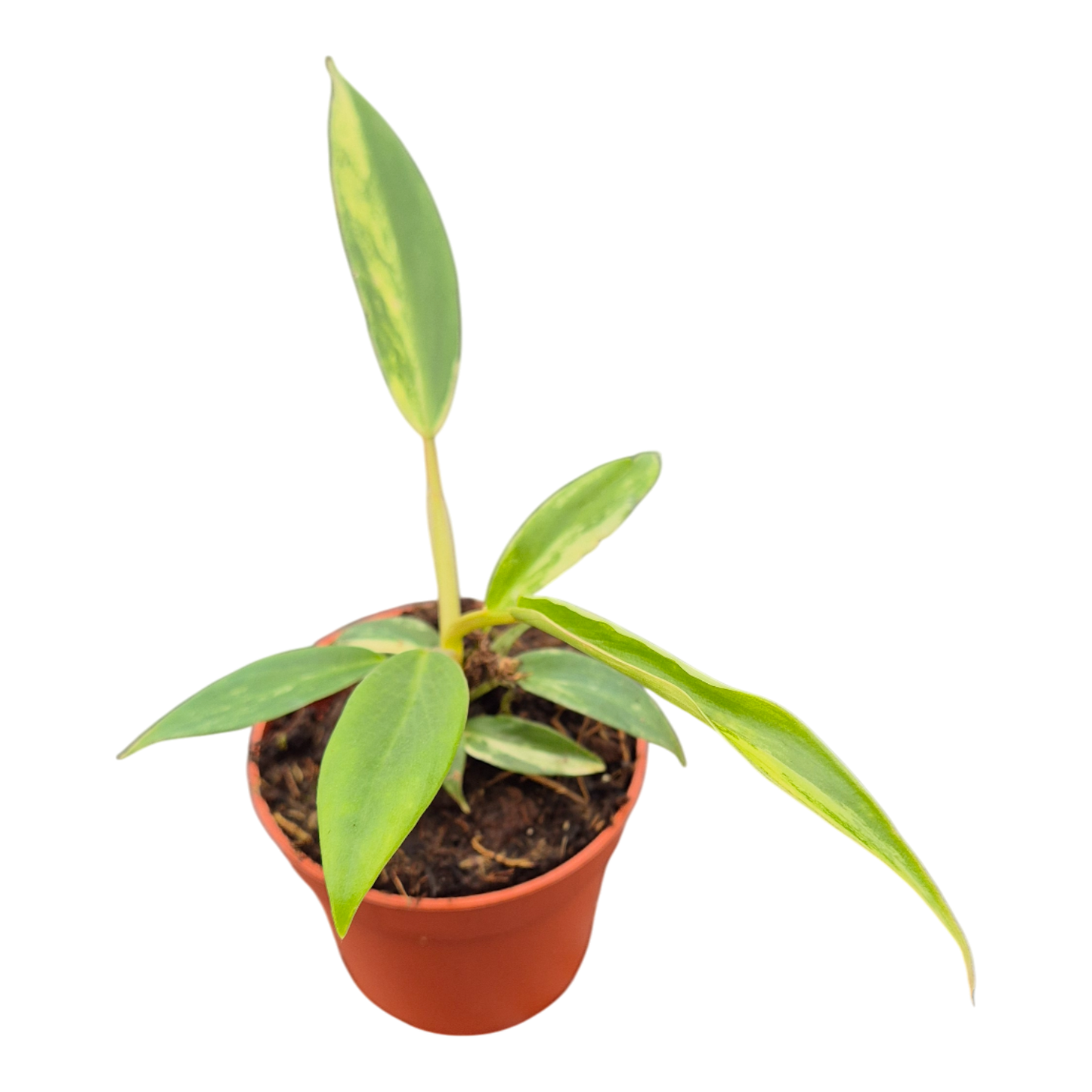 Philodendron Florida Beauty x Tortum Variegata