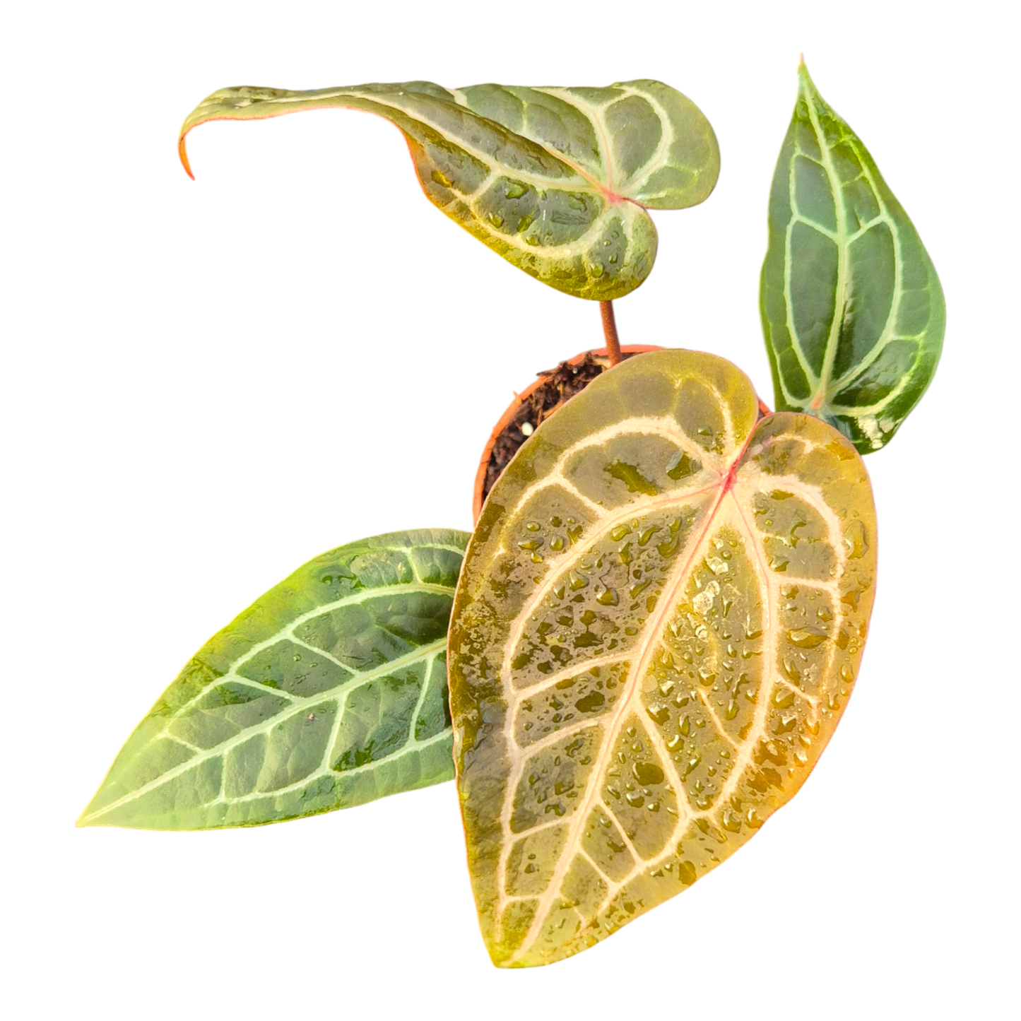 DocBlock Anthurium Red Velvet Cake® '24' X Home Sweet Home® '32'