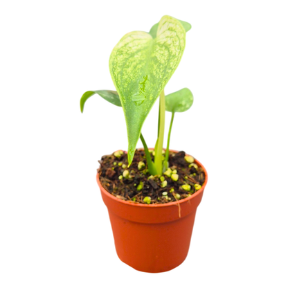 Selected Monstera Devil Monster
