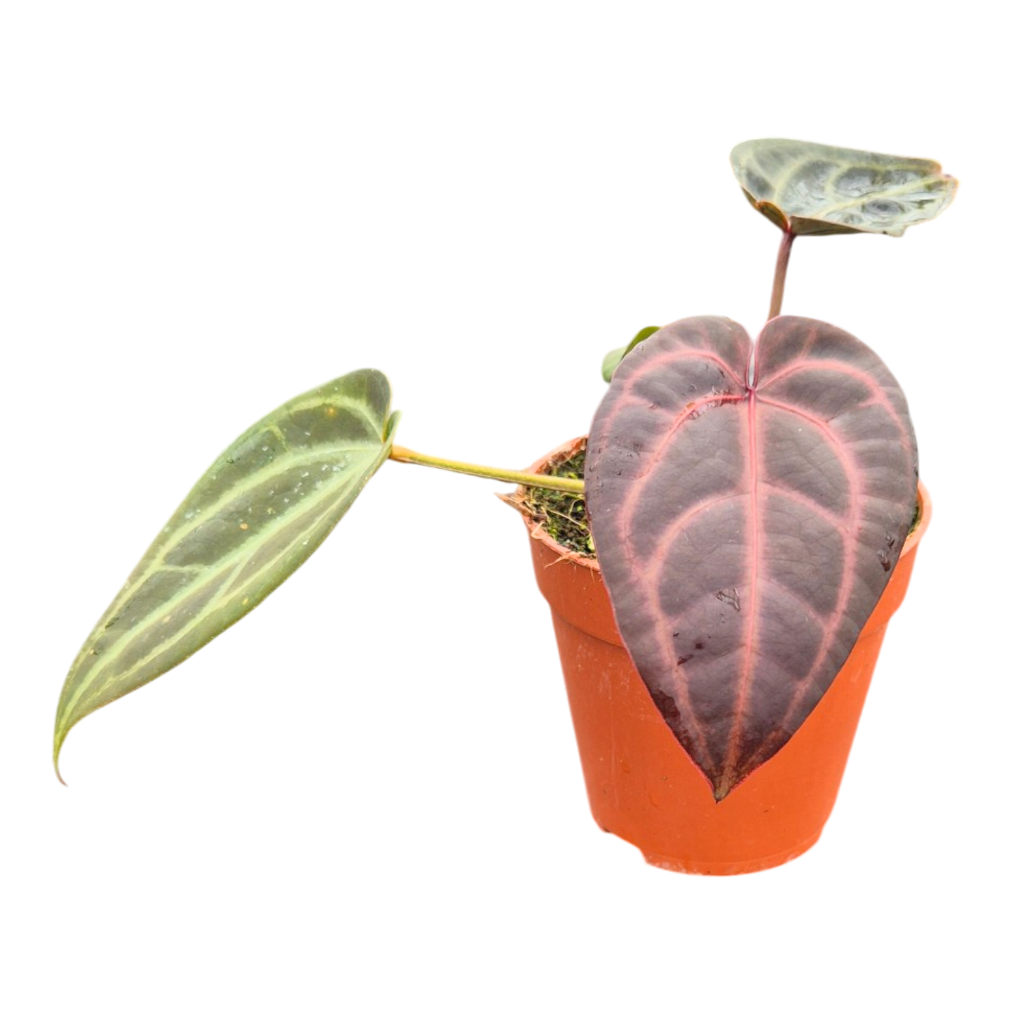 DocBlock Anthurium Red Velvet Cake® '24' X Red Velvet Cake® '24'