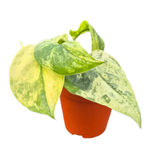 Scindapsus Jade Satin Marble