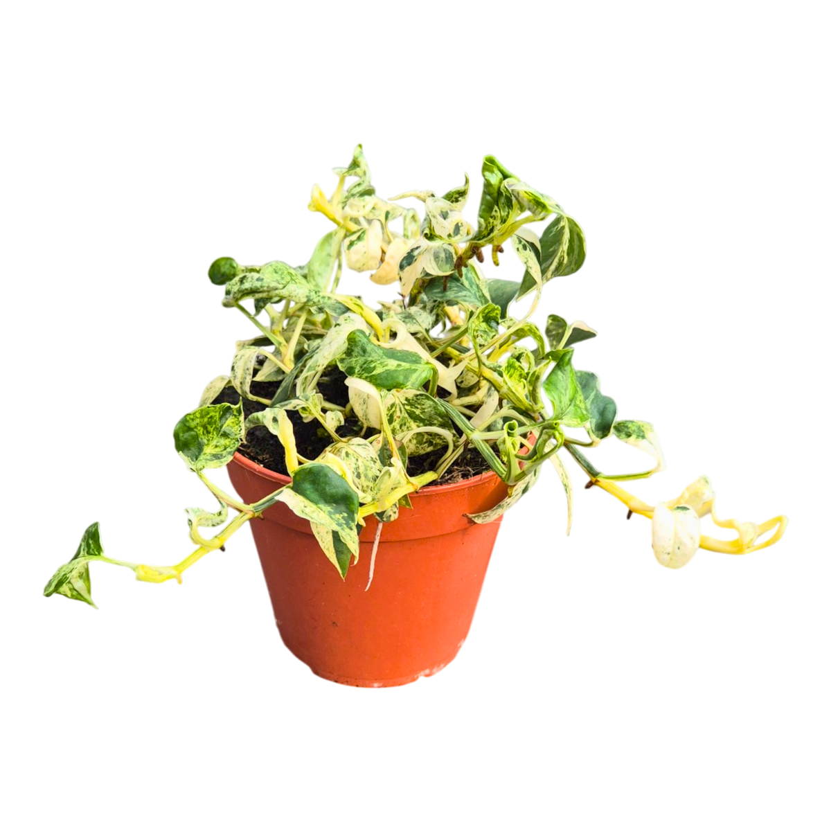 Epipremnum Pinnatum Marble Queen