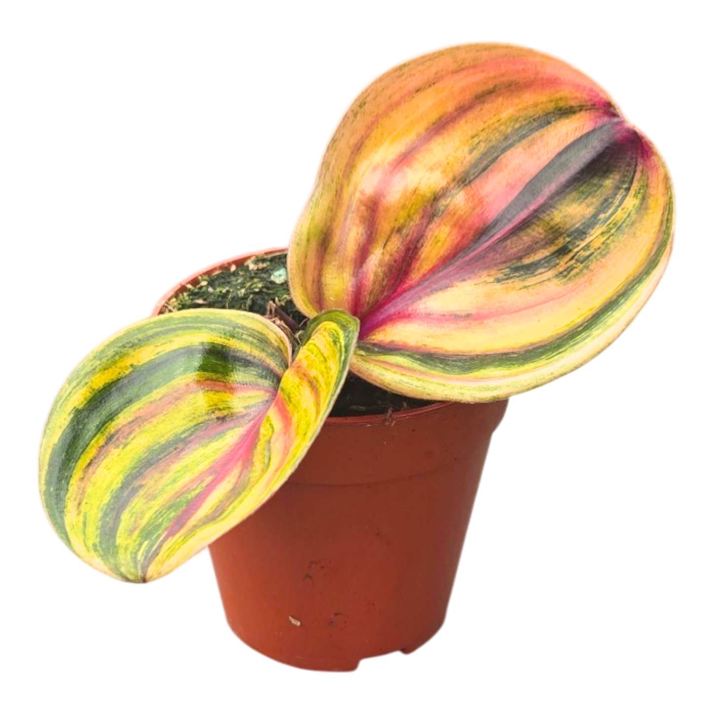 絨毛金盞花「Aura Flame」