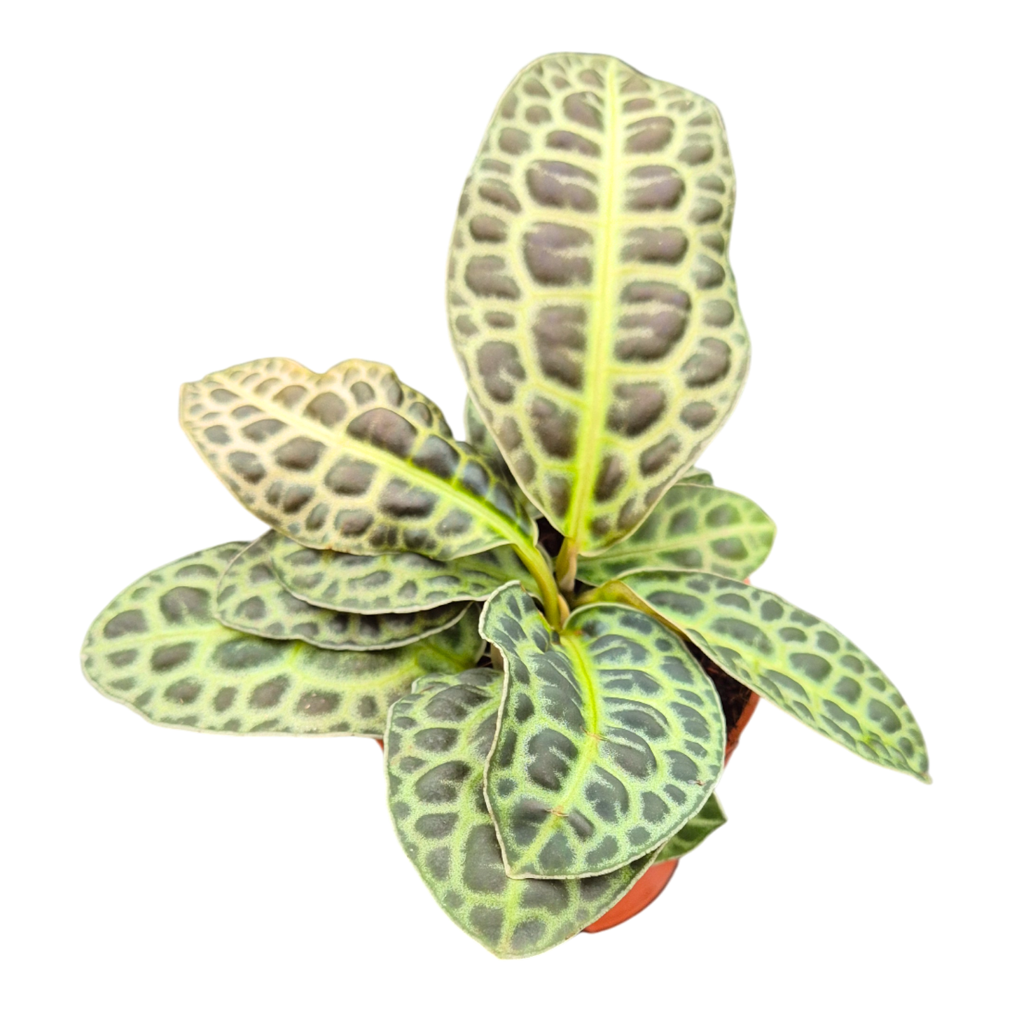 Labisia Kura Kura
