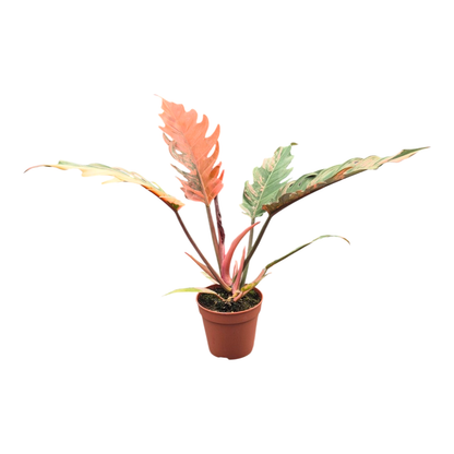 Philodendron Caramel Marble