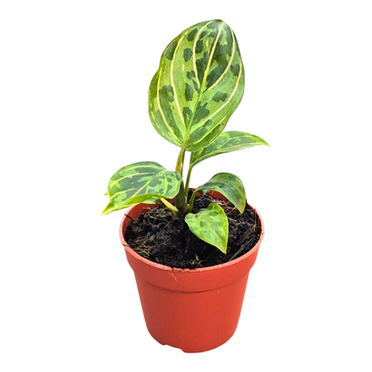 Aglaonema Red Army